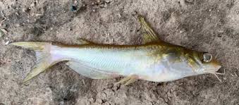 Image result for Ictalurus punctatus