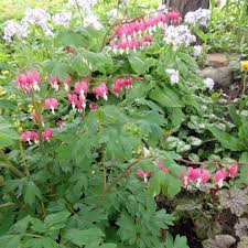 Image result for tränendes Herz