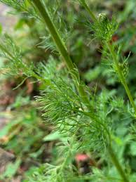 Attēlu rezultāti vaicājumam “Tripleurospermum inodorum leaf”