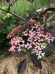 Attēlu rezultāti vaicājumam “Sambucus nigra flower”
