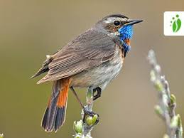 Attēlu rezultāti vaicājumam “Luscinia svecica adult”