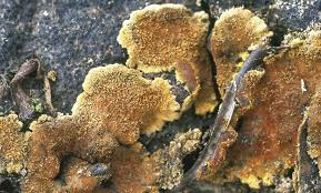 Attēlu rezultāti vaicājumam “Hypoxylon vogesiacum”