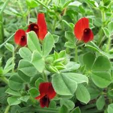 Image result for Lotus tetragonolobus