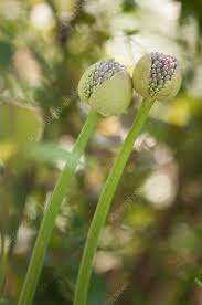 Attēlu rezultāti vaicājumam “Allium cepa flower”