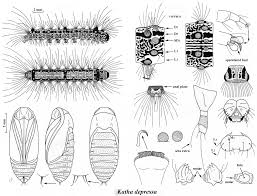 Attēlu rezultāti vaicājumam “Eilema depressa imago”