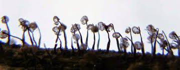 Attēlu rezultāti vaicājumam “Cribraria cancellata stalked”