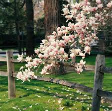 Attēlu rezultāti vaicājumam “Magnolia”