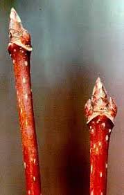 Attēlu rezultāti vaicājumam “Acer saccharinum bud”