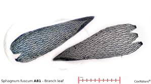 Attēlu rezultāti vaicājumam “Sphagnum fuscum”