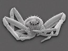 Attēlu rezultāti vaicājumam “Misumena vatia”