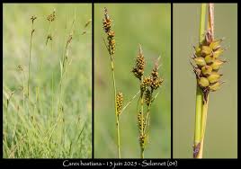 Attēlu rezultāti vaicājumam “Carex hostiana”