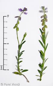 Attēlu rezultāti vaicājumam “Polygala vulgaris”