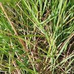 Attēlu rezultāti vaicājumam “Glyceria fluitans leaf”