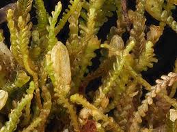 Attēlu rezultāti vaicājumam “Anastrophyllum hellerianum”