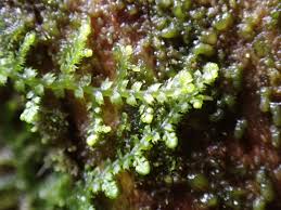 Attēlu rezultāti vaicājumam “Lepidozia reptans”