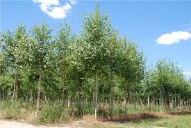 Attēlu rezultāti vaicājumam “Populus simonii”