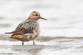 Attēlu rezultāti vaicājumam “Phalaropus fulicarius”