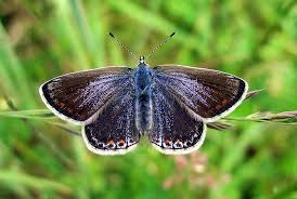 Attēlu rezultāti vaicājumam “Polyommatus icarus female”