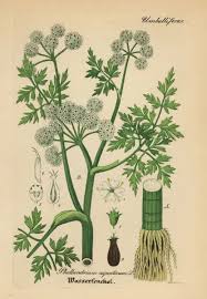 Attēlu rezultāti vaicājumam “Oenanthe aquatica”