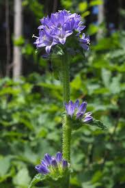 Attēlu rezultāti vaicājumam “Campanula cervicaria bud”
