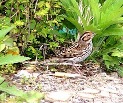 Image result for Emberiza pusilla