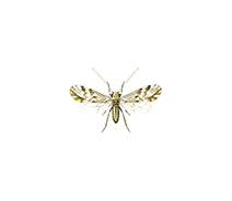 Attēlu rezultāti vaicājumam “Psocoptera”