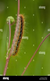 Attēlu rezultāti vaicājumam “Malacosoma castrensis larva”