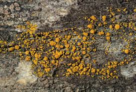 Attēlu rezultāti vaicājumam “Candelariella sp.”