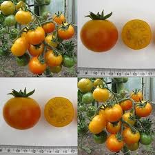 Afbeeldingsresultaat voor rose quartz tomato