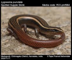 Attēlu rezultāti vaicājumam “Lycogala persicum”