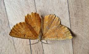 Attēlu rezultāti vaicājumam “Angerona prunaria”