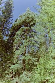 Attēlu rezultāti vaicājumam “Pseudotsuga menziesii”