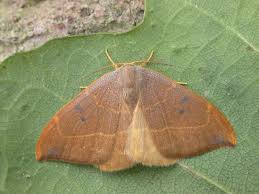 Attēlu rezultāti vaicājumam “Watsonalla binaria”