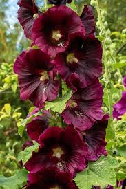 Image result for Alcea (althaea) rosea