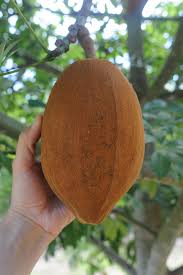 Attēlu rezultāti vaicājumam “Oenanthe aquatica fruit”