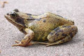 Attēlu rezultāti vaicājumam “Ranidae”