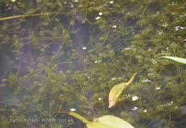 Attēlu rezultāti vaicājumam “Chara intermedia”