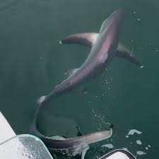 Image result for Alopias vulpinus