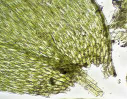 Attēlu rezultāti vaicājumam “Plagiothecium cavifolium”