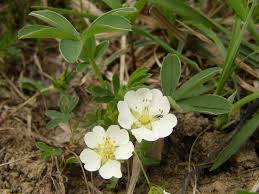 Attēlu rezultāti vaicājumam “Potentilla alba”