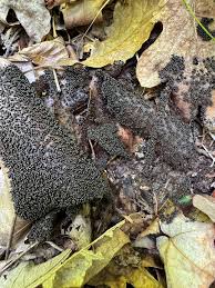 Attēlu rezultāti vaicājumam “Paradiacheopsis rigida stalked”