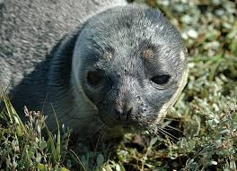 Image result for Cystophora cristata