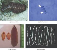 Attēlu rezultāti vaicājumam “Lophozia laxa macro”