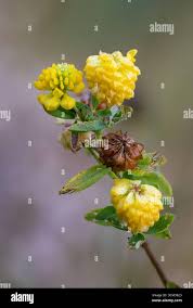 Attēlu rezultāti vaicājumam “Trifolium spadiceum fruit”