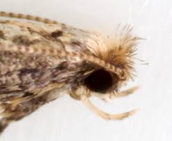 Attēlu rezultāti vaicājumam “Parornix anglicella”