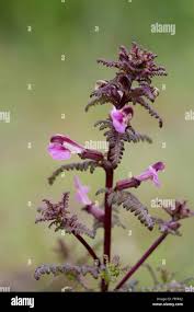 Attēlu rezultāti vaicājumam “Pedicularis palustris flower”