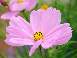 Image result for Schmuckkörbchen