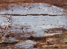 Attēlu rezultāti vaicājumam “Basidiodendron”