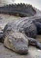 American alligator - Wikipedia, the free encyclopedia