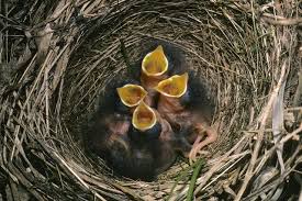 Attēlu rezultāti vaicājumam “Lycogala convexum macro”